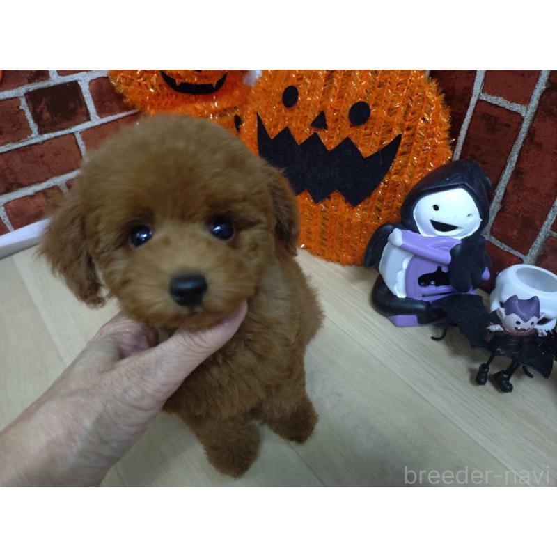 販売中の京都府のタイニープードル-415039の5枚目