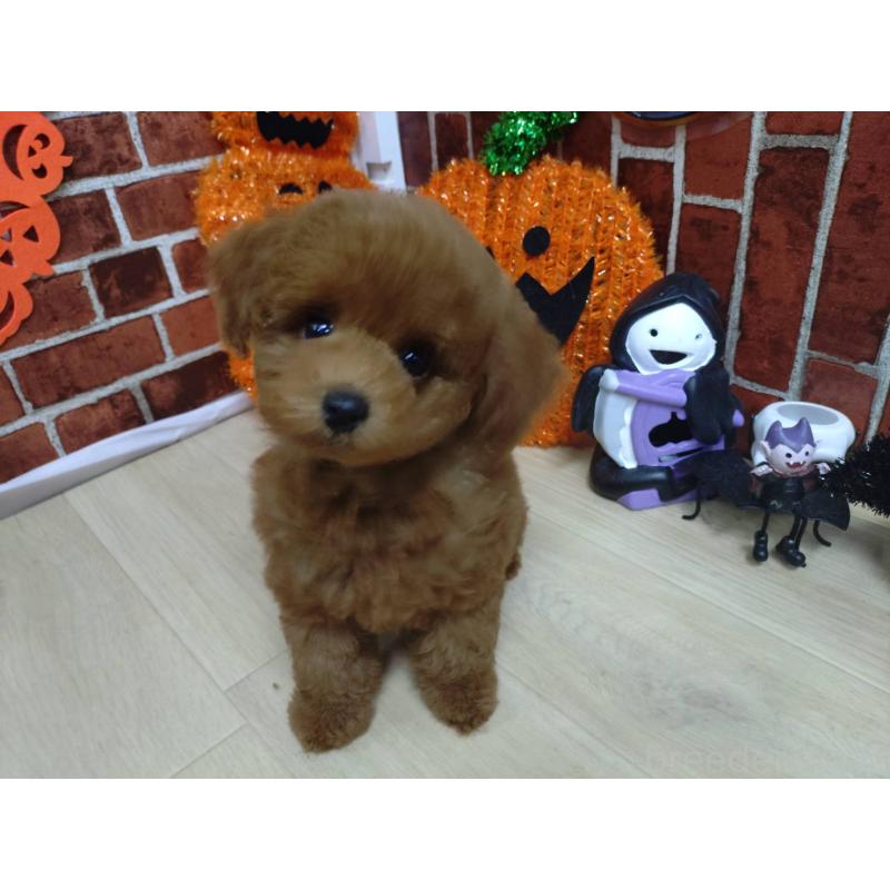 販売中の京都府のタイニープードル-415039の4枚目