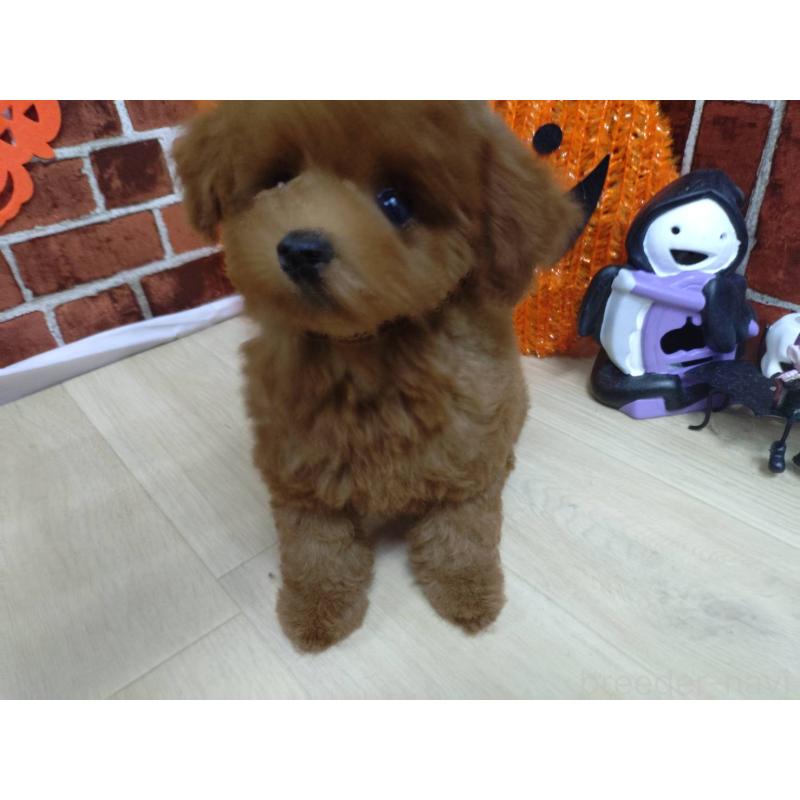 販売中の京都府のタイニープードル-415039の3枚目