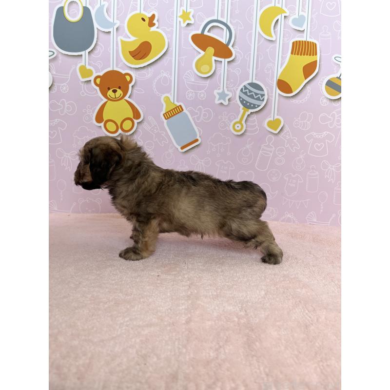 成約済の東京都のダップー:ミニチュアダックスフンド×トイプードル-414476の5枚目