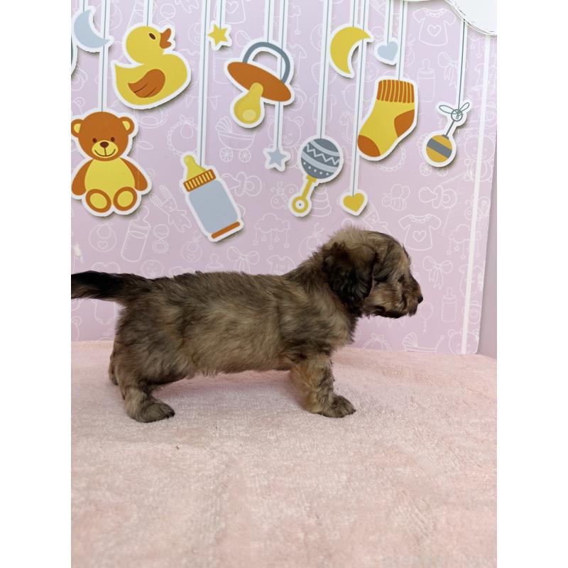 成約済の東京都のダップー:ミニチュアダックスフンド×トイプードル-414476の4枚目