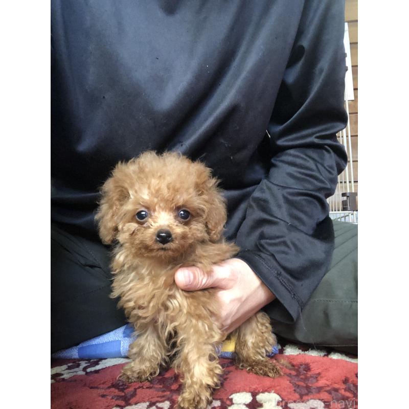 成約済の兵庫県のトイプードル-413445の13枚目