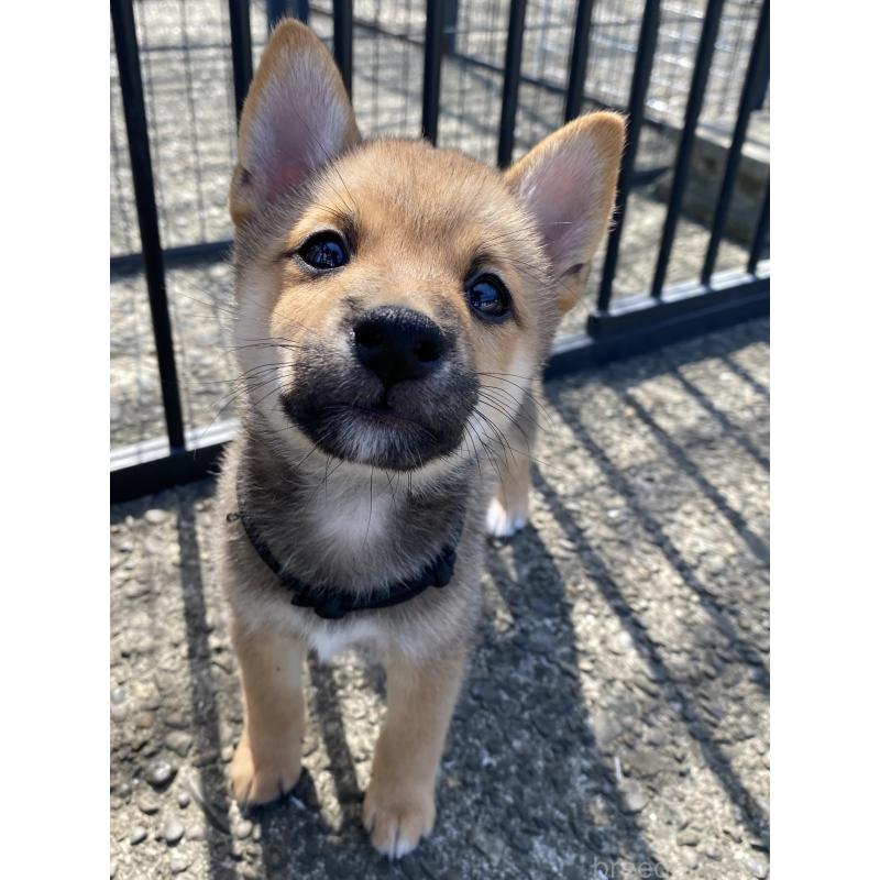 販売中の熊本県の柴犬-410856の2枚目