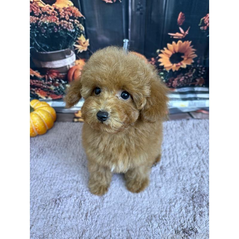 販売中の静岡県のミックス犬-410540の6枚目