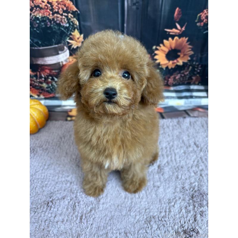 販売中の静岡県のミックス犬-410540の5枚目