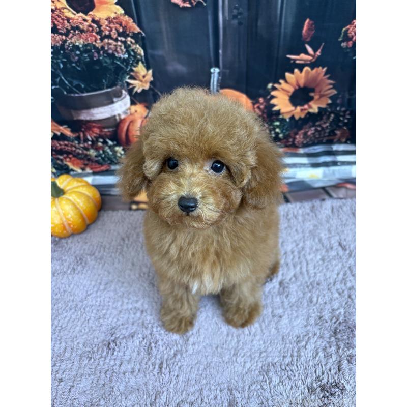 販売中の静岡県のミックス犬-410540の3枚目