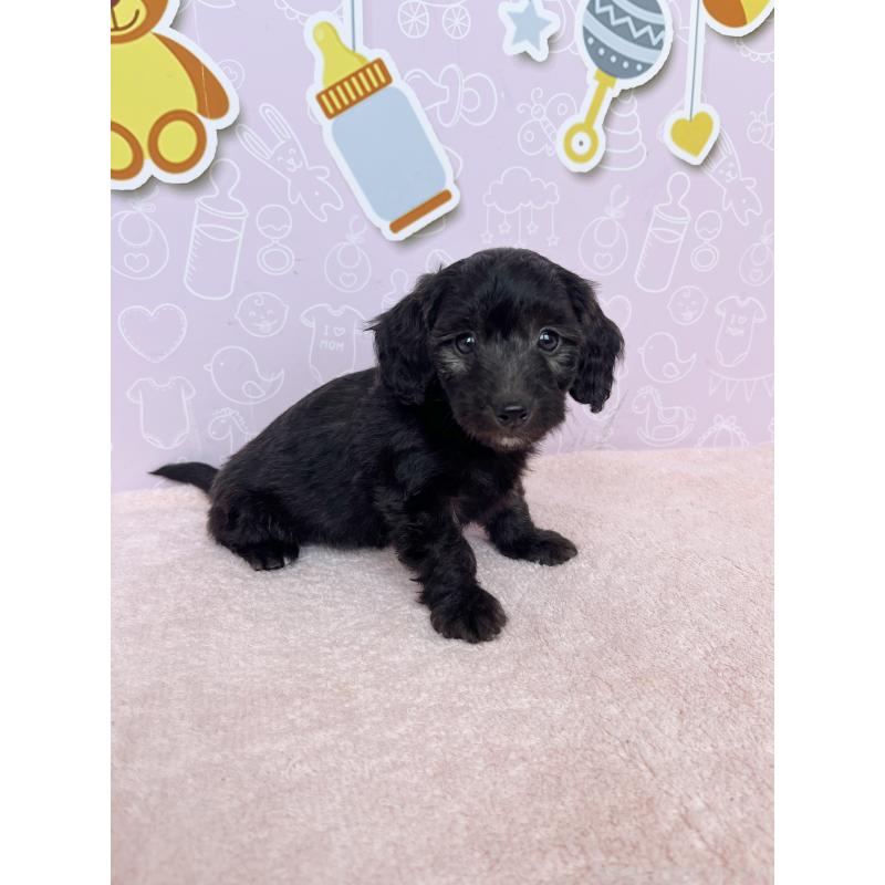 販売中の東京都のダップー:ミニチュアダックスフンド×トイプードル-414487の3枚目