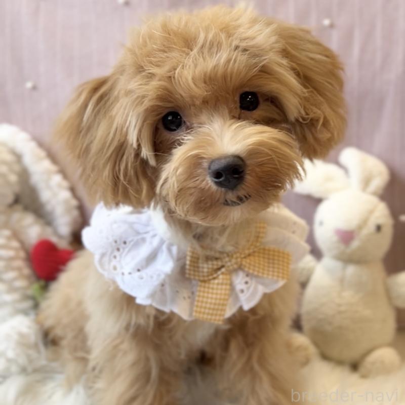 成約済の栃木県のマルプー:マルチーズ×トイプードル-415721の4枚目