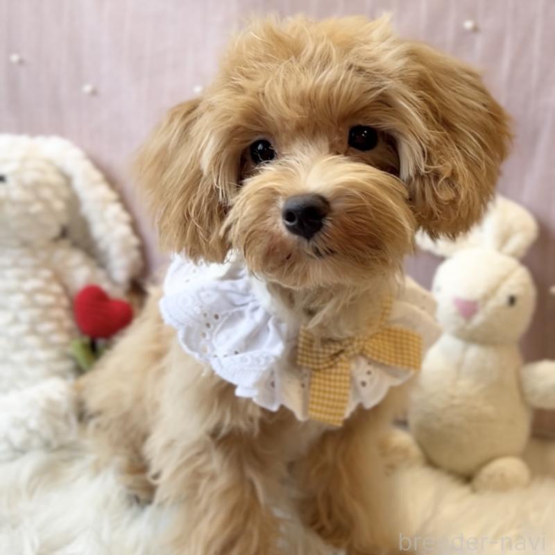 成約済の栃木県のマルプー:マルチーズ×トイプードル-415721の3枚目