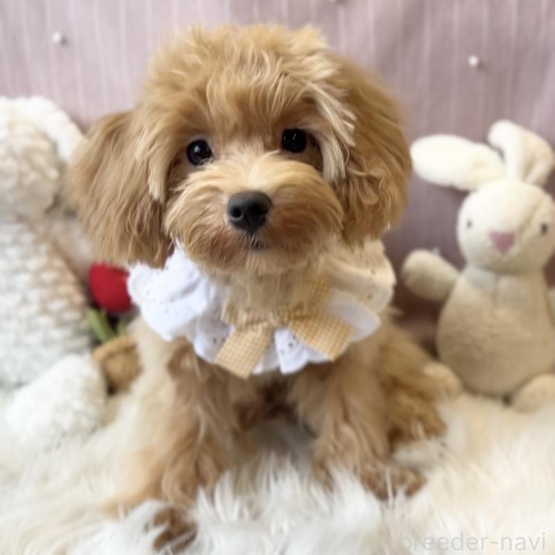 成約済の栃木県のマルプー:マルチーズ×トイプードル-415721の2枚目