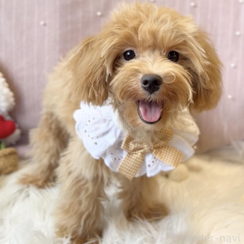 成約済の栃木県のマルプー:マルチーズ×トイプードル-415721