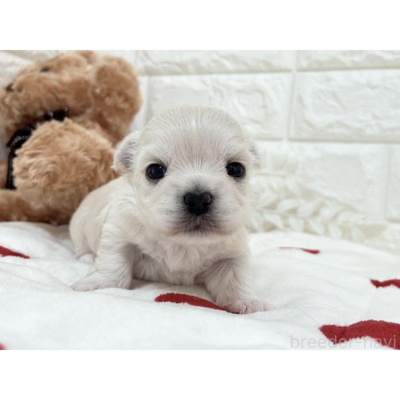 販売中の福岡県のチワマル:チワワ×マルチーズ-414966の65枚目