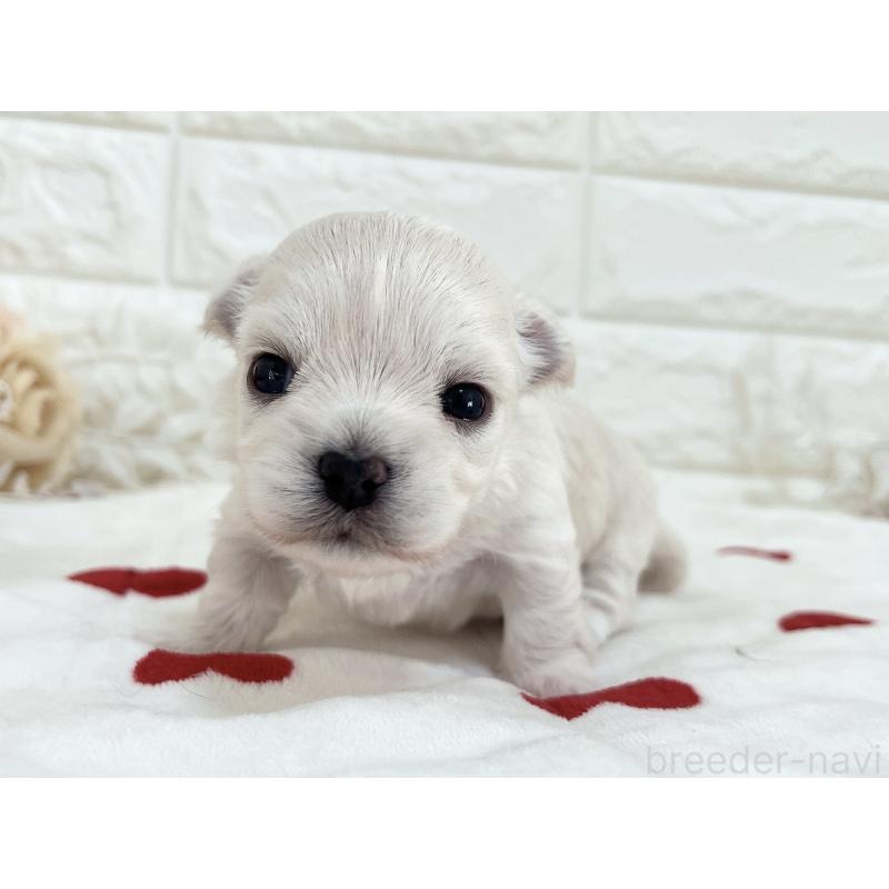 販売中の福岡県のチワマル:チワワ×マルチーズ-414966の64枚目