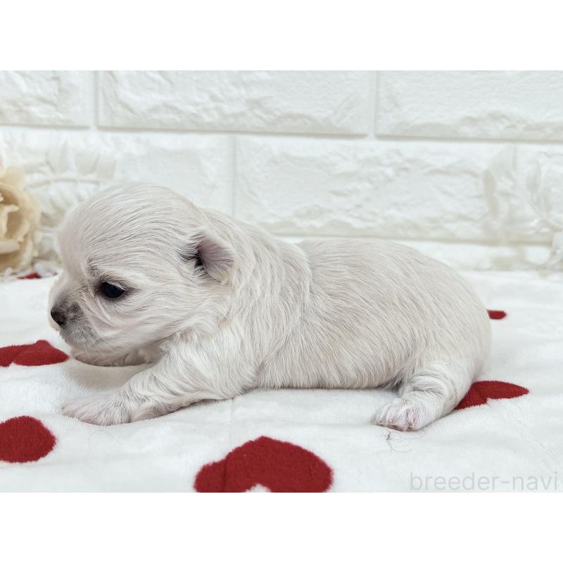 販売中の福岡県のチワマル:チワワ×マルチーズ-414966の63枚目