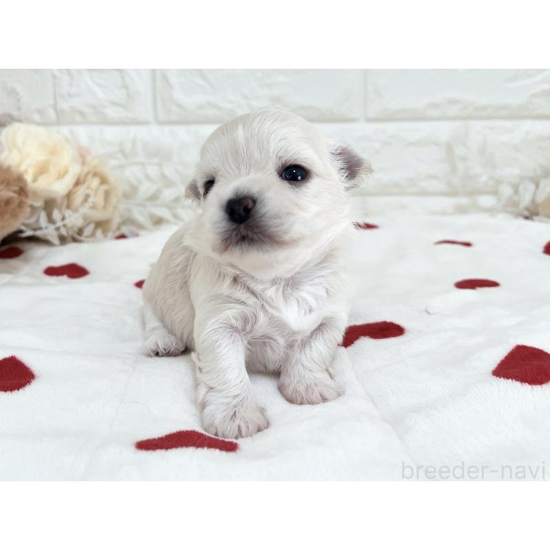 販売中の福岡県のチワマル:チワワ×マルチーズ-414966の62枚目