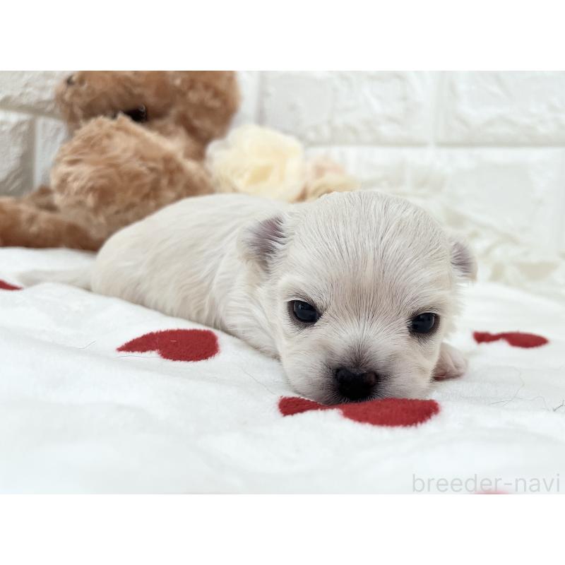 販売中の福岡県のチワマル:チワワ×マルチーズ-414966の61枚目