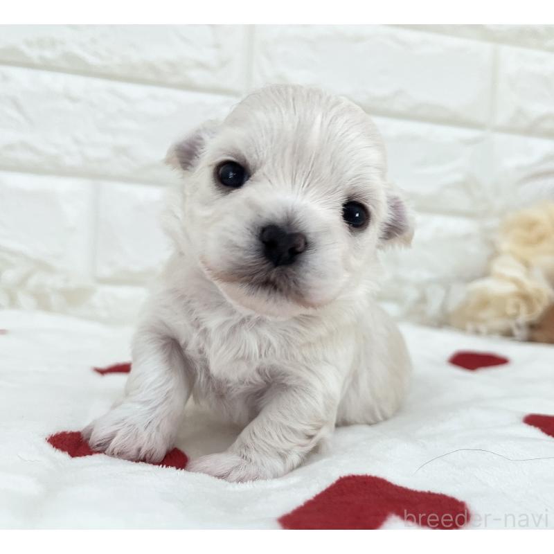 販売中の福岡県のチワマル:チワワ×マルチーズ-414966の60枚目