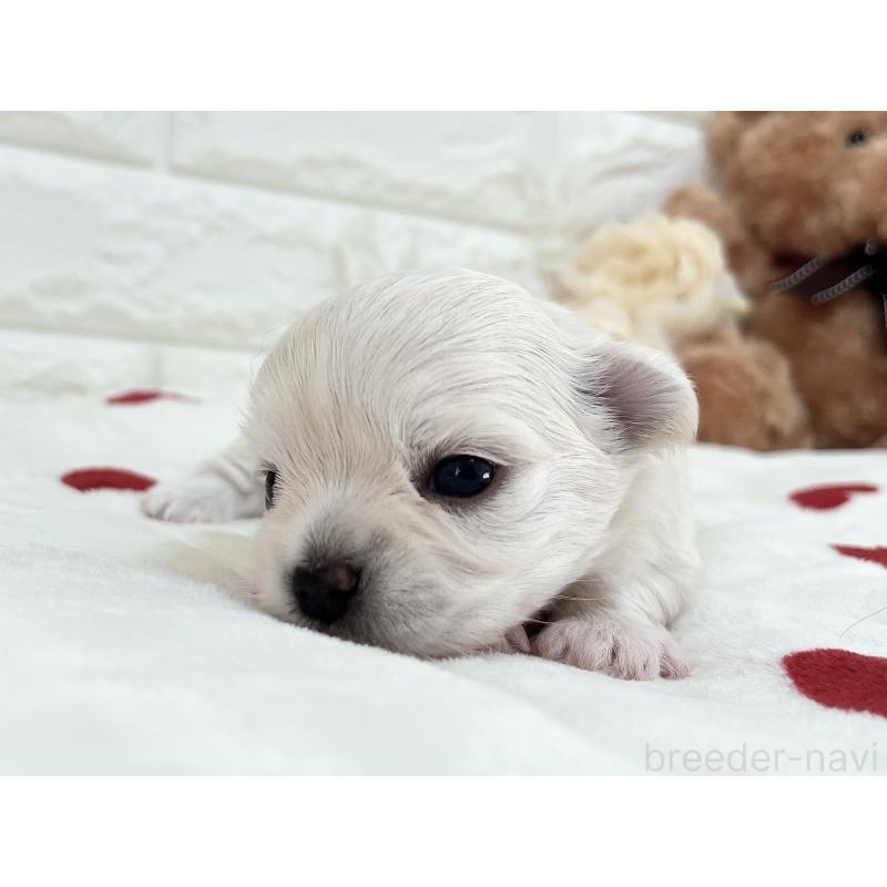 販売中の福岡県のチワマル:チワワ×マルチーズ-414966の59枚目