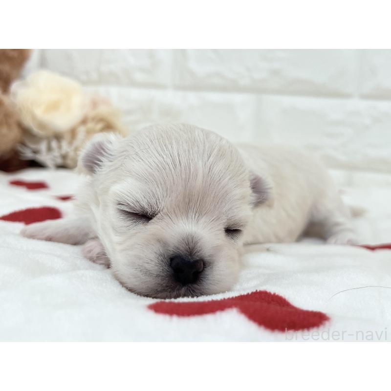 販売中の福岡県のチワマル:チワワ×マルチーズ-414966の58枚目