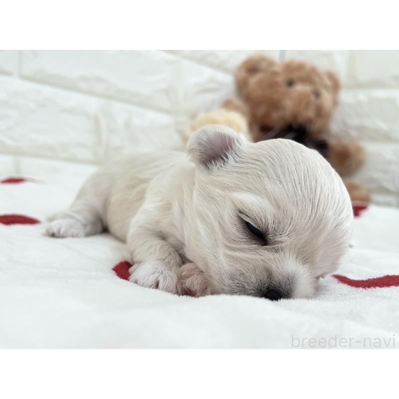 販売中の福岡県のチワマル:チワワ×マルチーズ-414966の57枚目