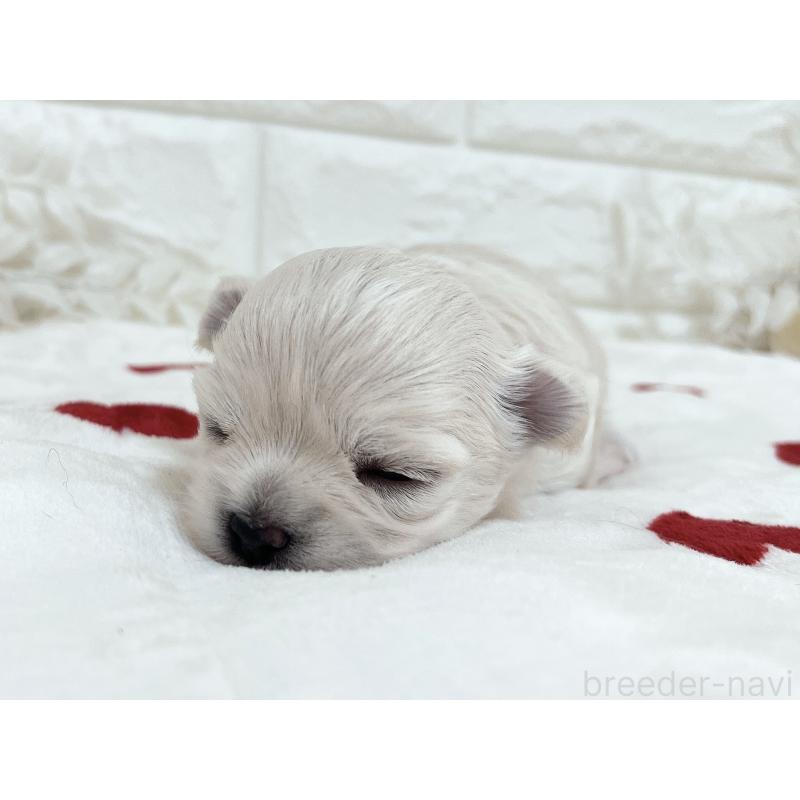 販売中の福岡県のチワマル:チワワ×マルチーズ-414966の56枚目