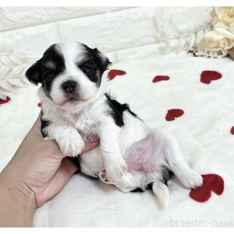 販売中の福岡県のチワマル:チワワ×マルチーズ-414967の53枚目