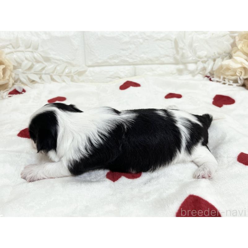 販売中の福岡県のチワマル:チワワ×マルチーズ-414967の52枚目