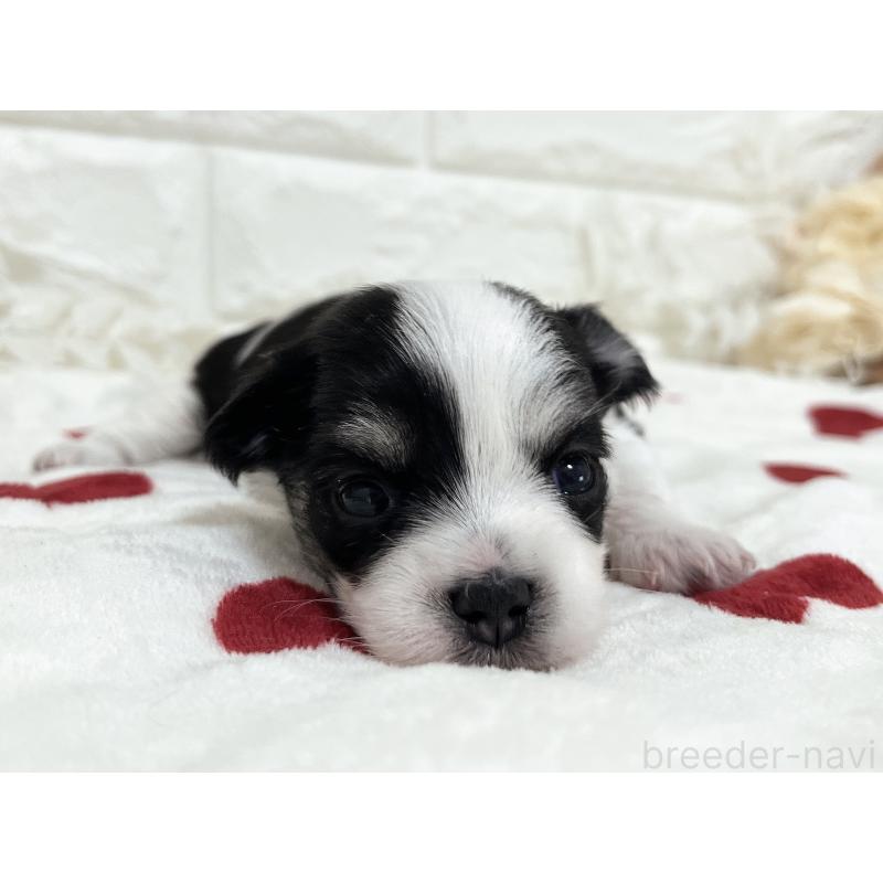 販売中の福岡県のチワマル:チワワ×マルチーズ-414967の51枚目