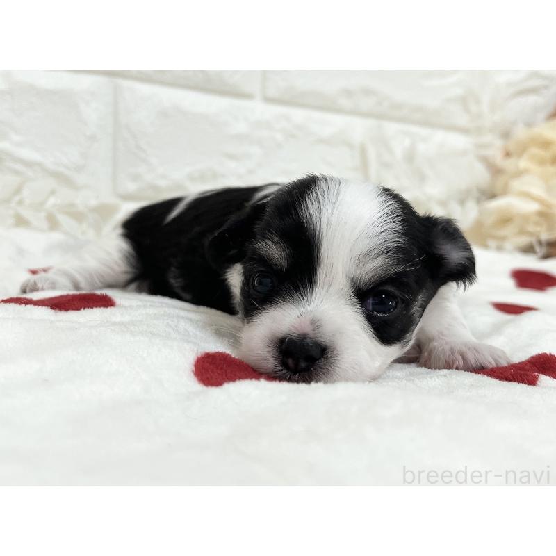 販売中の福岡県のチワマル:チワワ×マルチーズ-414967の50枚目