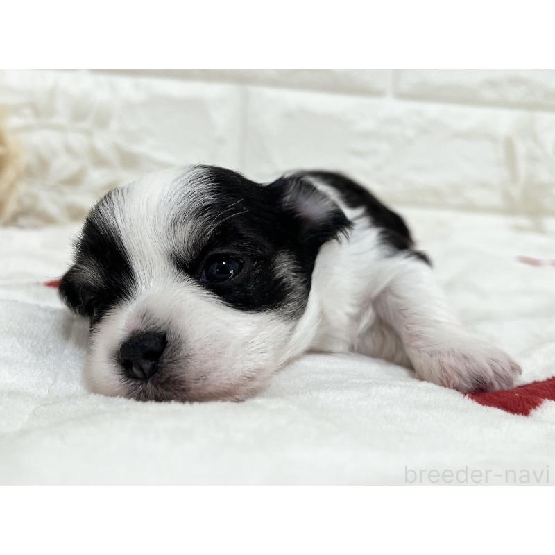 販売中の福岡県のチワマル:チワワ×マルチーズ-414967の49枚目