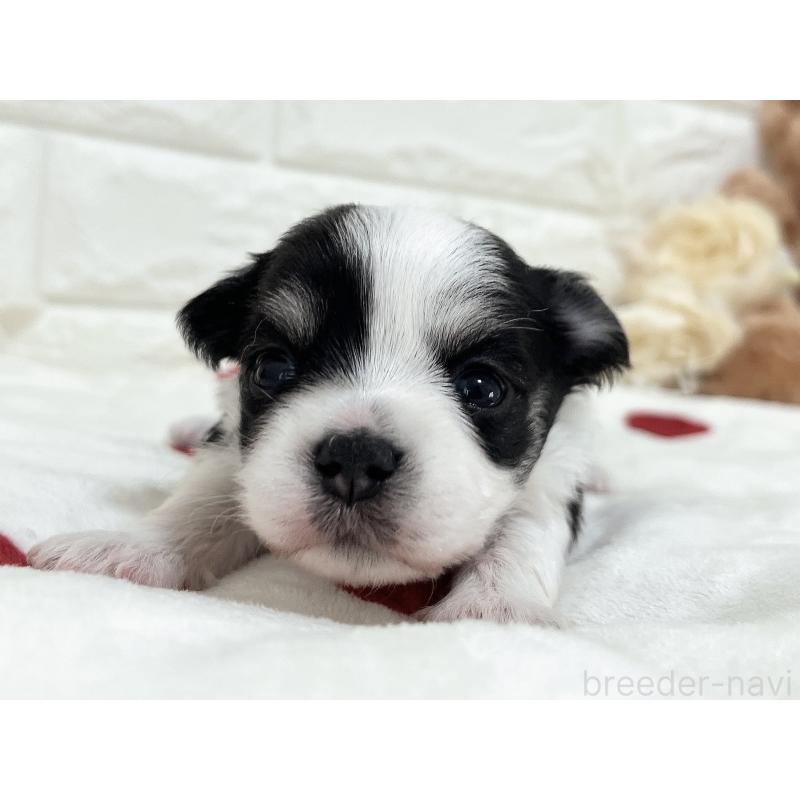 販売中の福岡県のチワマル:チワワ×マルチーズ-414967の48枚目