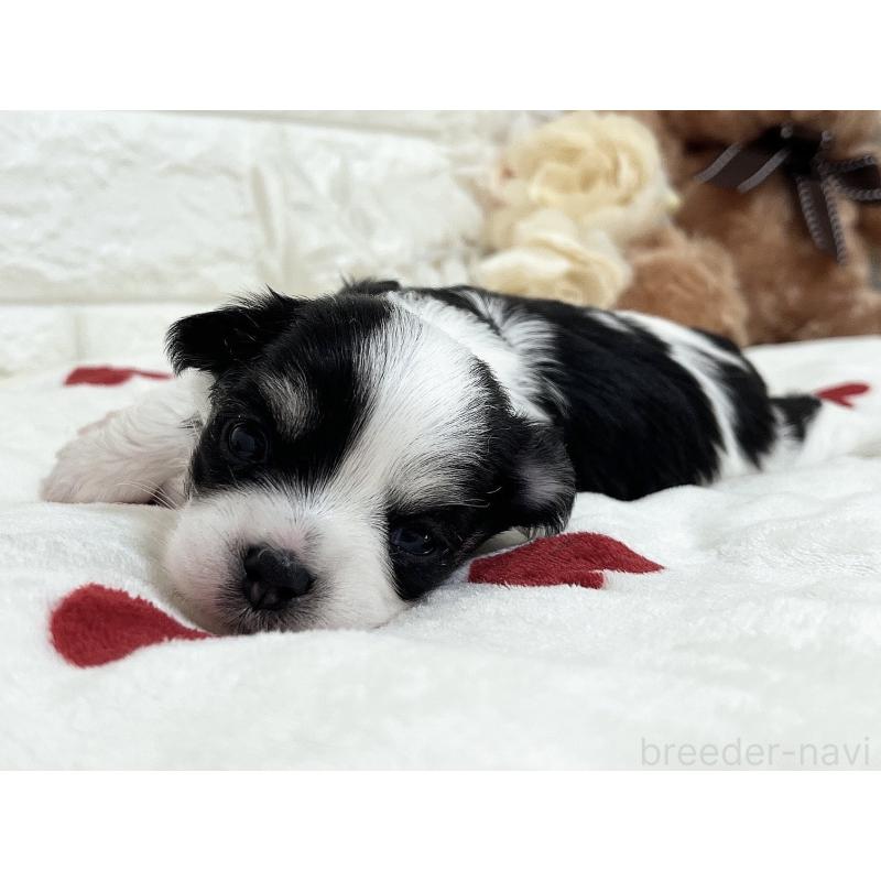 販売中の福岡県のチワマル:チワワ×マルチーズ-414967の47枚目