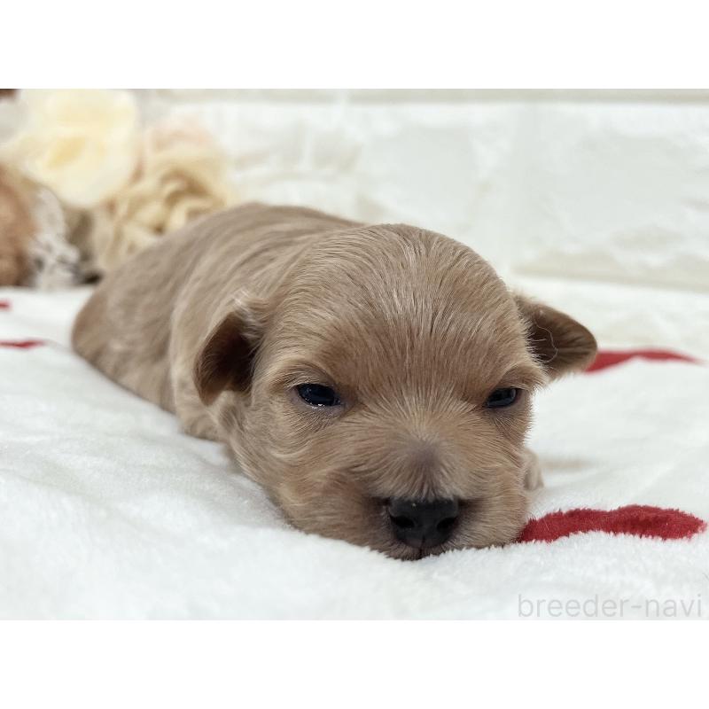 販売中の福岡県のマルプー:マルチーズ×トイプードル-416589の52枚目