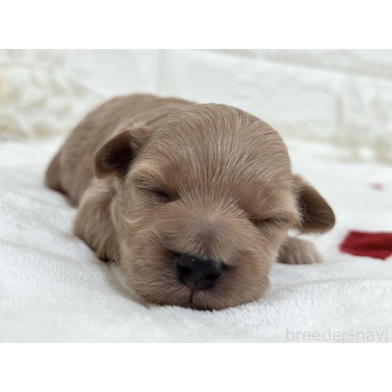 販売中の福岡県のマルプー:マルチーズ×トイプードル-416589の51枚目