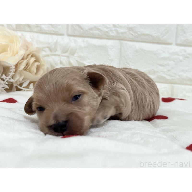 販売中の福岡県のマルプー:マルチーズ×トイプードル-416589の50枚目