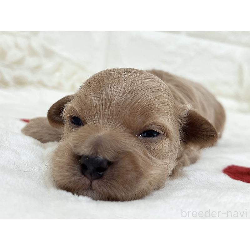 販売中の福岡県のマルプー:マルチーズ×トイプードル-416589の49枚目