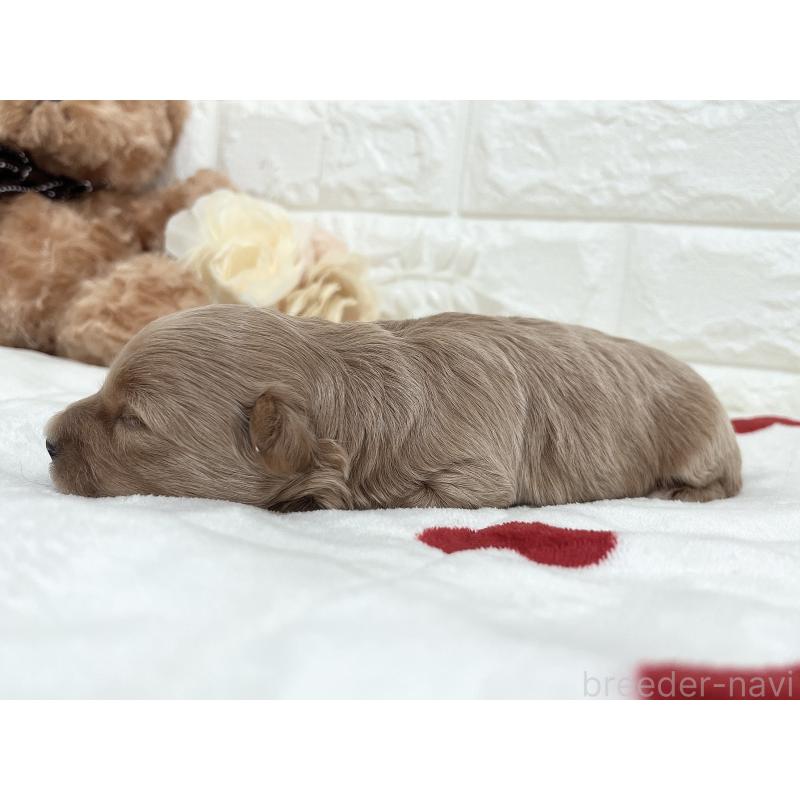 販売中の福岡県のマルプー:マルチーズ×トイプードル-416589の48枚目