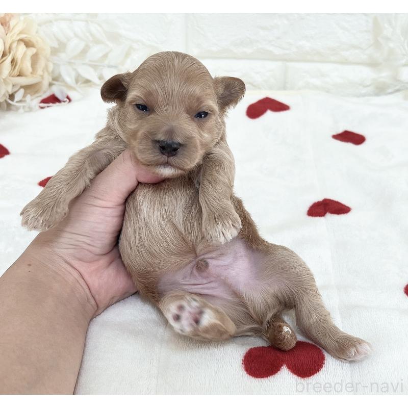 販売中の福岡県のマルプー:マルチーズ×トイプードル-416589の47枚目