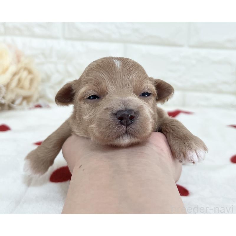 成約済の福岡県のマルプー:マルチーズ×トイプードル-416588の29枚目