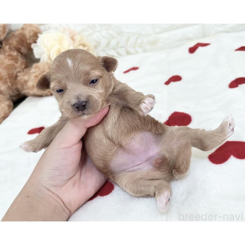 成約済の福岡県のマルプー:マルチーズ×トイプードル-416588の28枚目