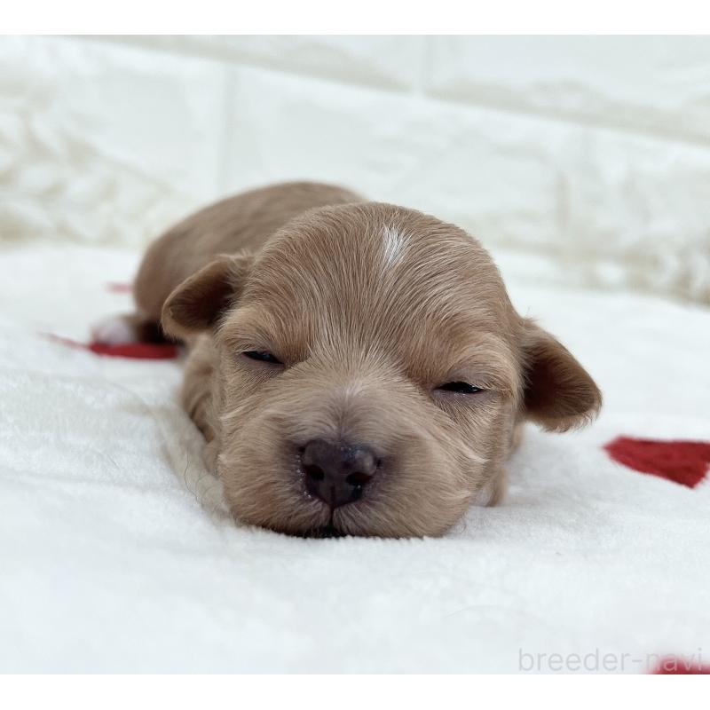 成約済の福岡県のマルプー:マルチーズ×トイプードル-416588の27枚目