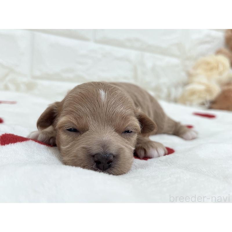 成約済の福岡県のマルプー:マルチーズ×トイプードル-416588の25枚目