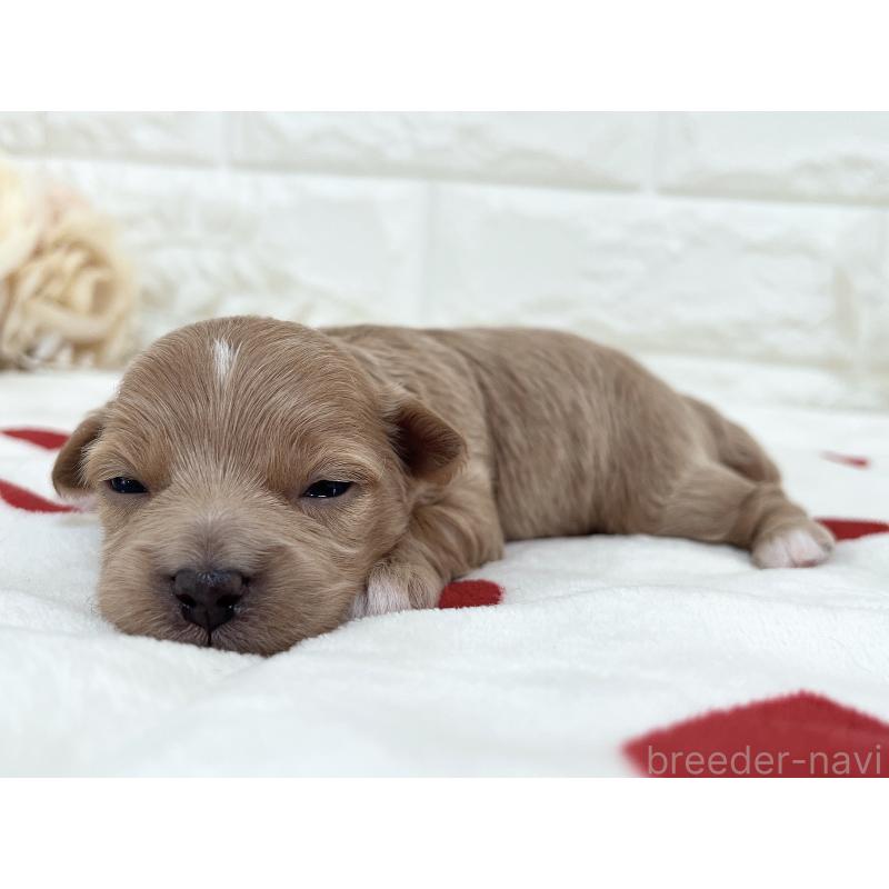 成約済の福岡県のマルプー:マルチーズ×トイプードル-416588の24枚目