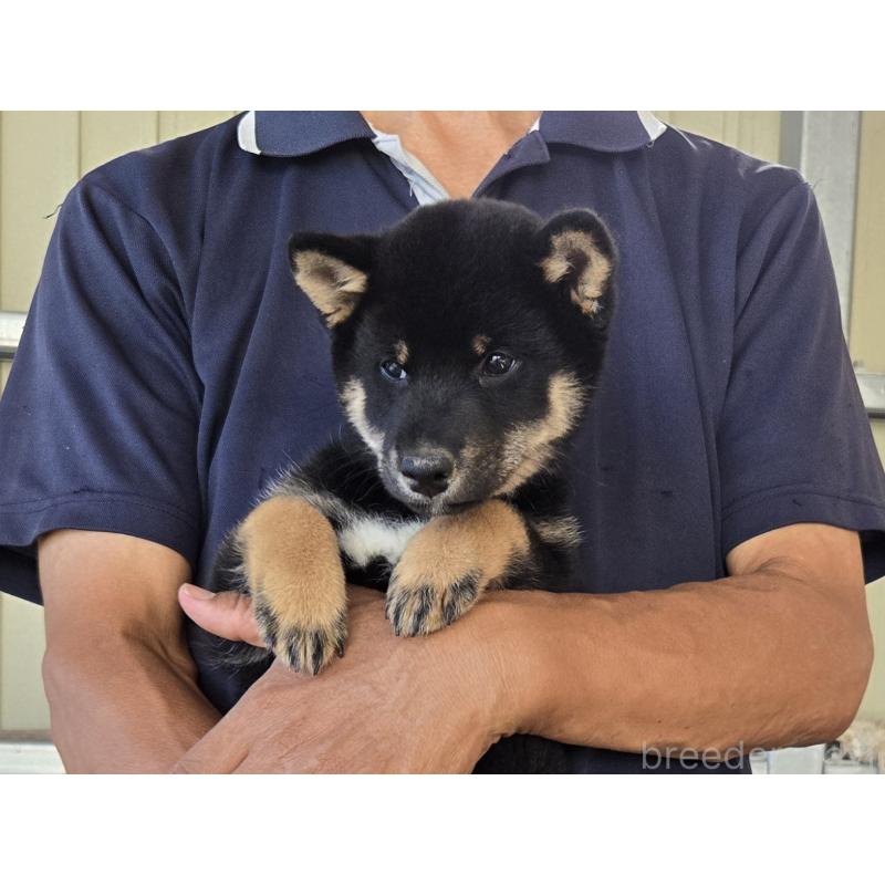 成約済の静岡県の豆柴-408080の5枚目