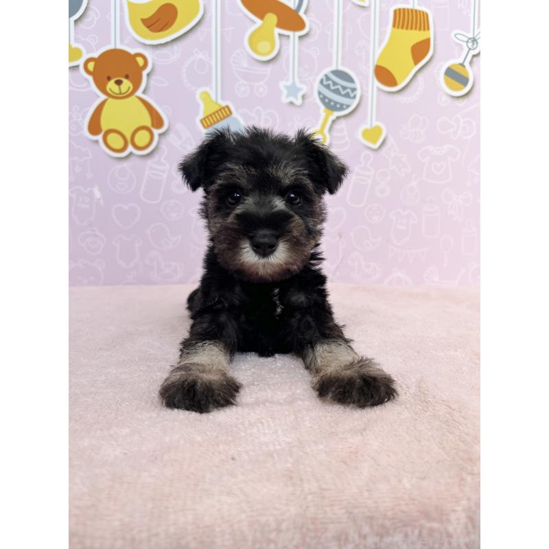 成約済の東京都のミニチュアシュナウザー-415520の7枚目