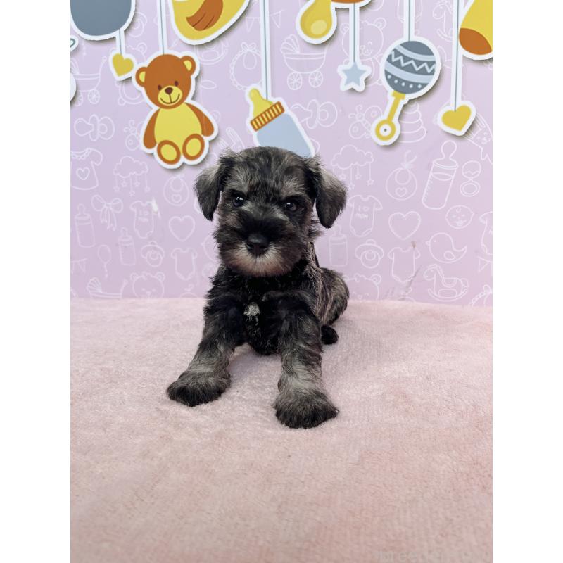 成約済の東京都のミニチュアシュナウザー-415554の6枚目