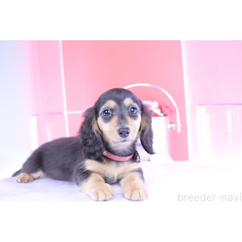 販売中の愛知県のミニチュアダックスフンド(ロングヘアード)-406248の14枚目