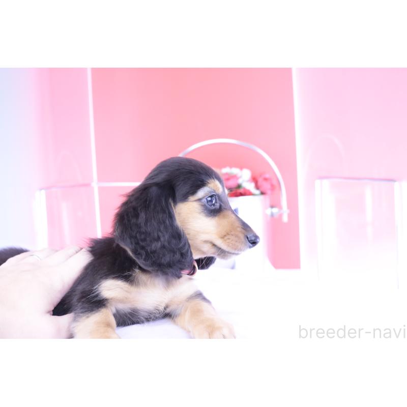 販売中の愛知県のミニチュアダックスフンド(ロングヘアード)-406248の12枚目