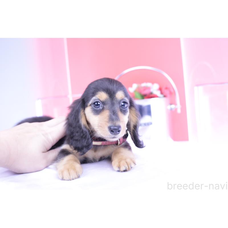 販売中の愛知県のミニチュアダックスフンド(ロングヘアード)-406248の9枚目