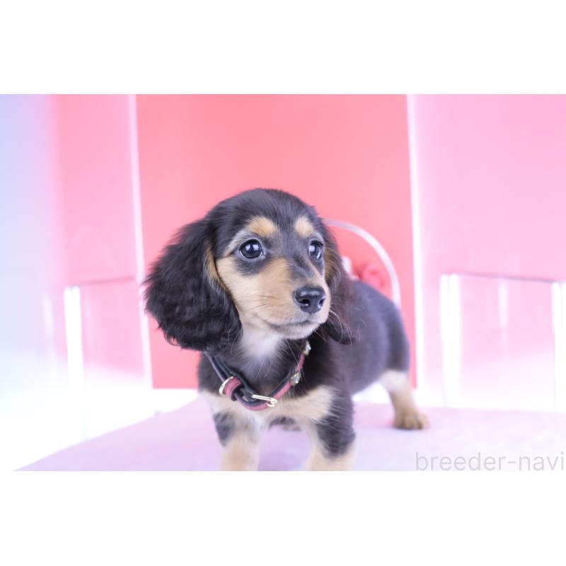 販売中の愛知県のミニチュアダックスフンド(ロングヘアード)-406248の3枚目